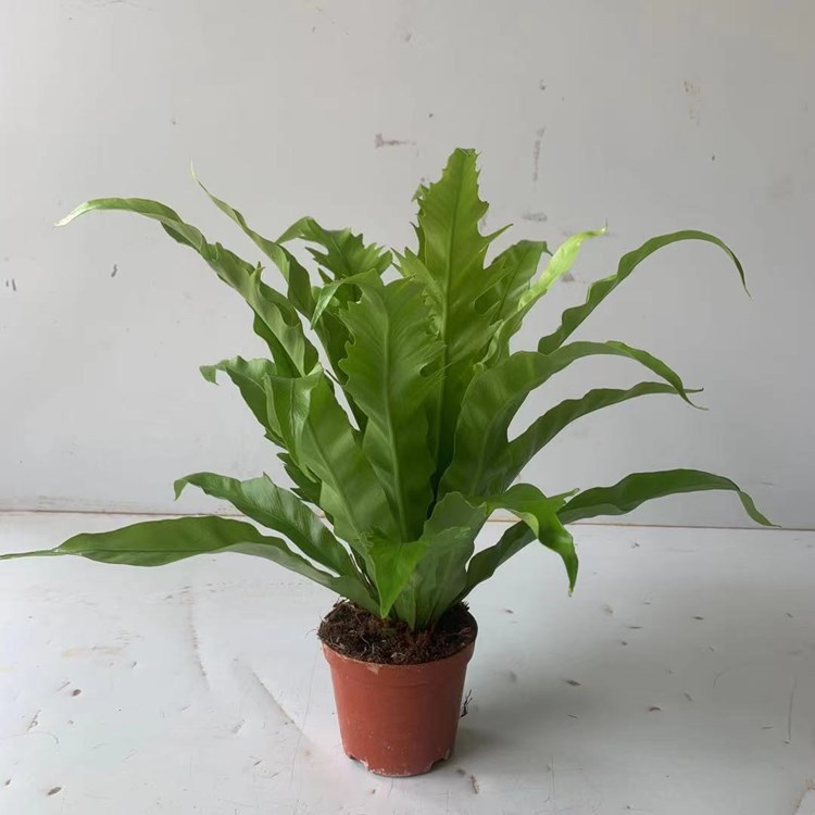 100#维纳斯鸟巢蕨盆栽室内办公室好养净化空气四季常青-阿里巴巴