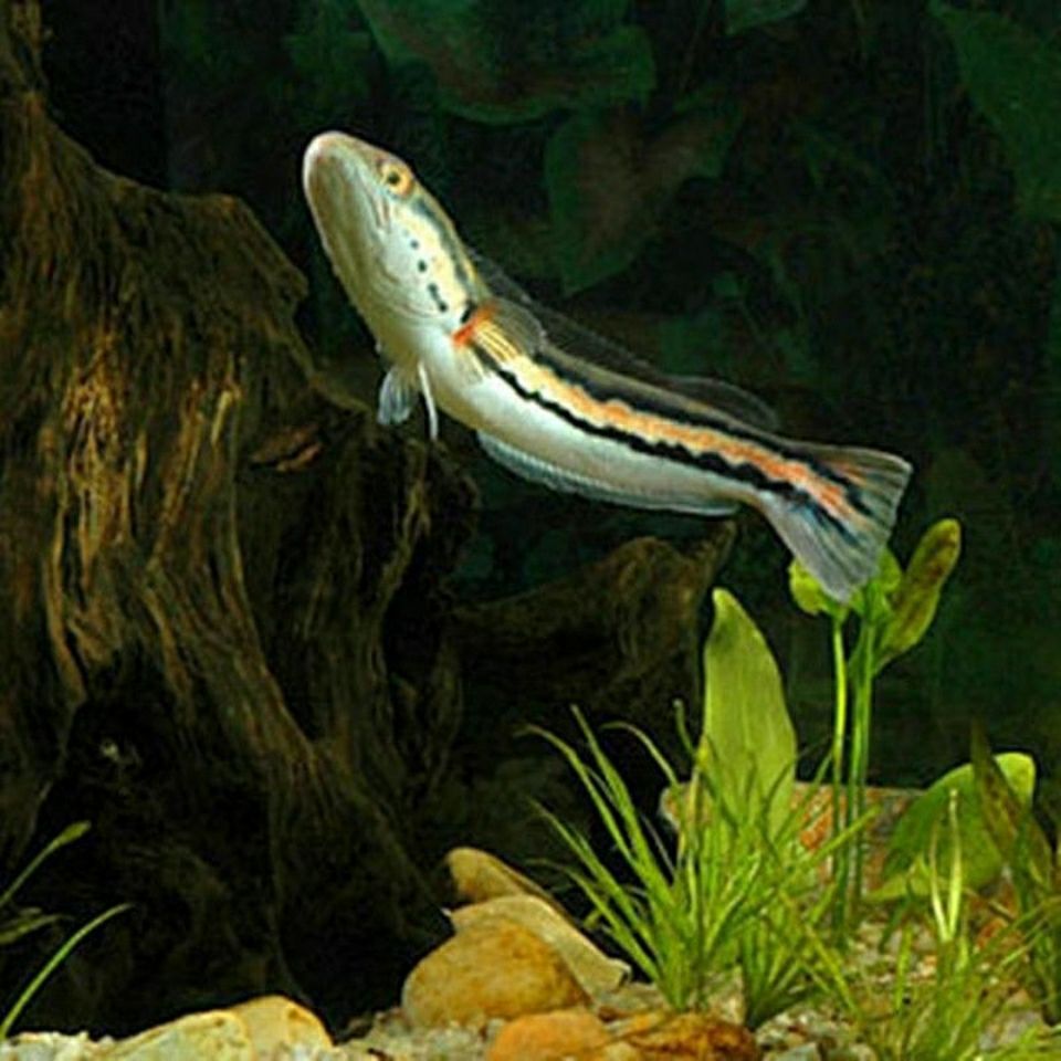 冷水鱼福鳄尖嘴鳄鳄雀鳝凶猛鱼中大型鱼活体宠物宠物及园艺水族世