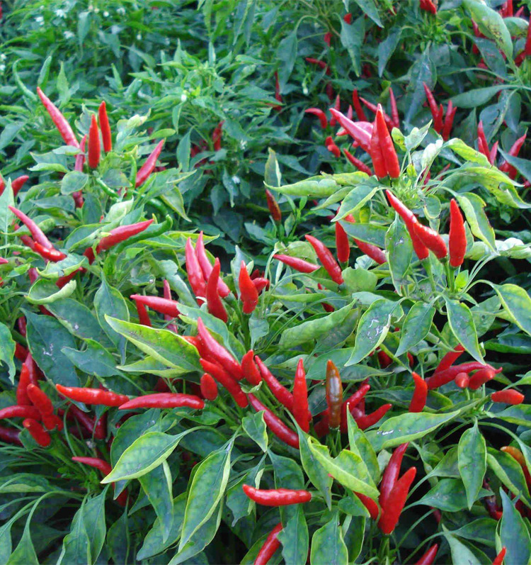 一阳指朝天椒单生辣椒蔬菜种子朝天椒种籽种子辣椒苗四季种植