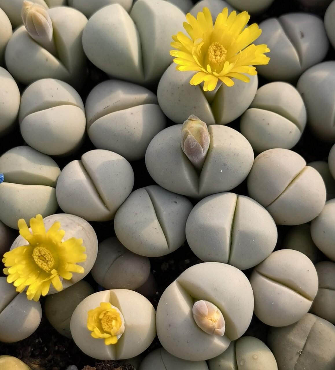 基地大棚直供春桃玉大母本开花株多肉植物花卉绿植小盆栽园艺室内