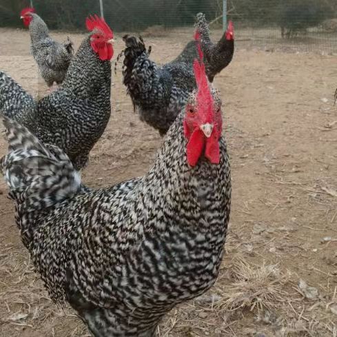 出售纯种芦花鸡苗产蛋多绿皮蛋 脱温半斤芦花鸡鸡苗活体小鸡-阿里巴巴