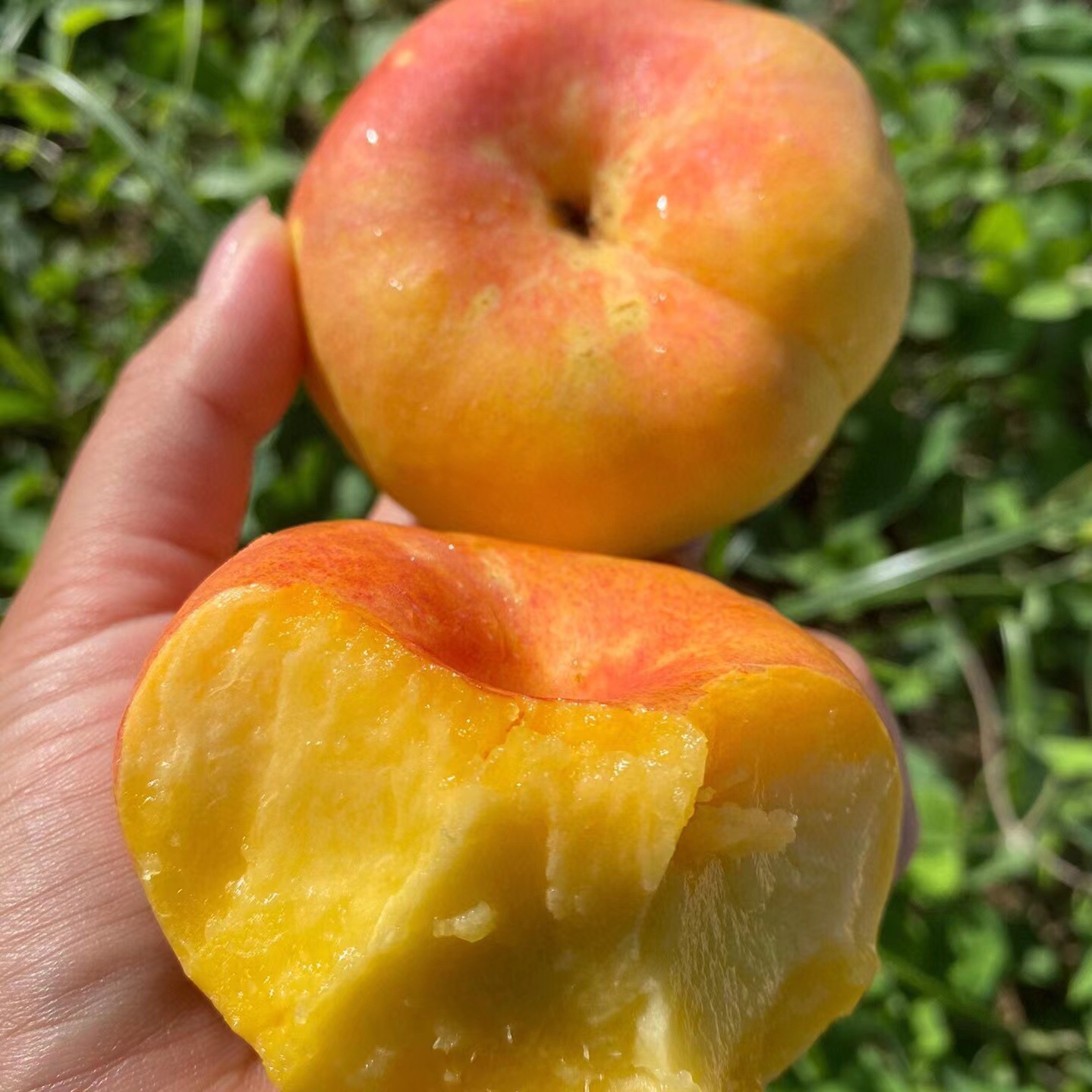 『黄金油蟠桃』彩虹蟠桃露天油蟠桃现摘奶油桃子新鲜水果当季扁桃
