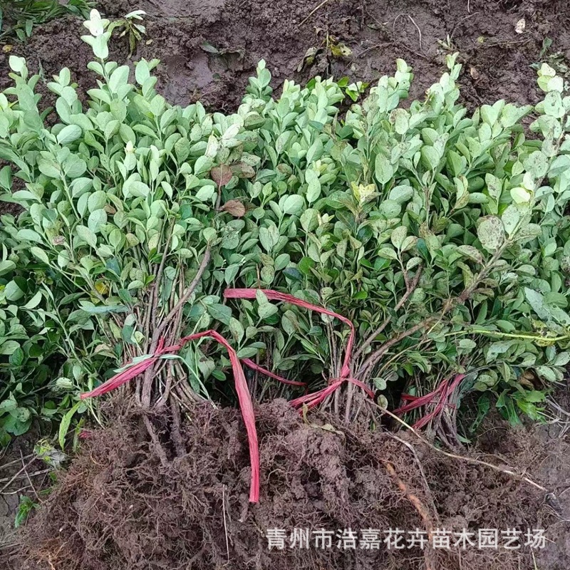大叶黄杨苗木 绿篱植物夏季种植花苗  供应基地大叶黄杨苗冬青球