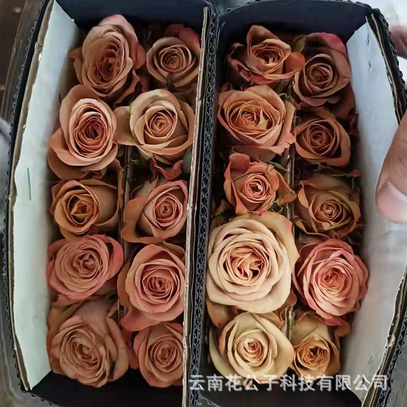 卡布奇诺 云南昆明卡布奇诺玫瑰鲜切花斗南基地批发 20支/扎-阿里巴巴