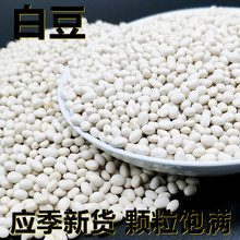 新鲜圆白豆珍珠豆250-500克产地直供应季新货颗粒饱满搭配杂粮粥