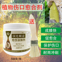 国光糊涂涂膜剂大树伤口愈合剂愈合膏大树涂膜剂树木涂抹剂500克