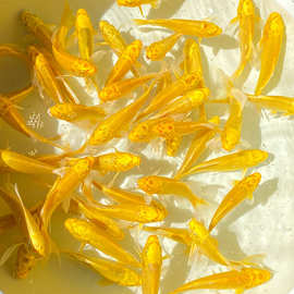 黄金锦鲤鱼观赏鱼冷水鱼金鱼活体黄鲤鱼招财鱼风水鱼黄金龙凤锦鲤