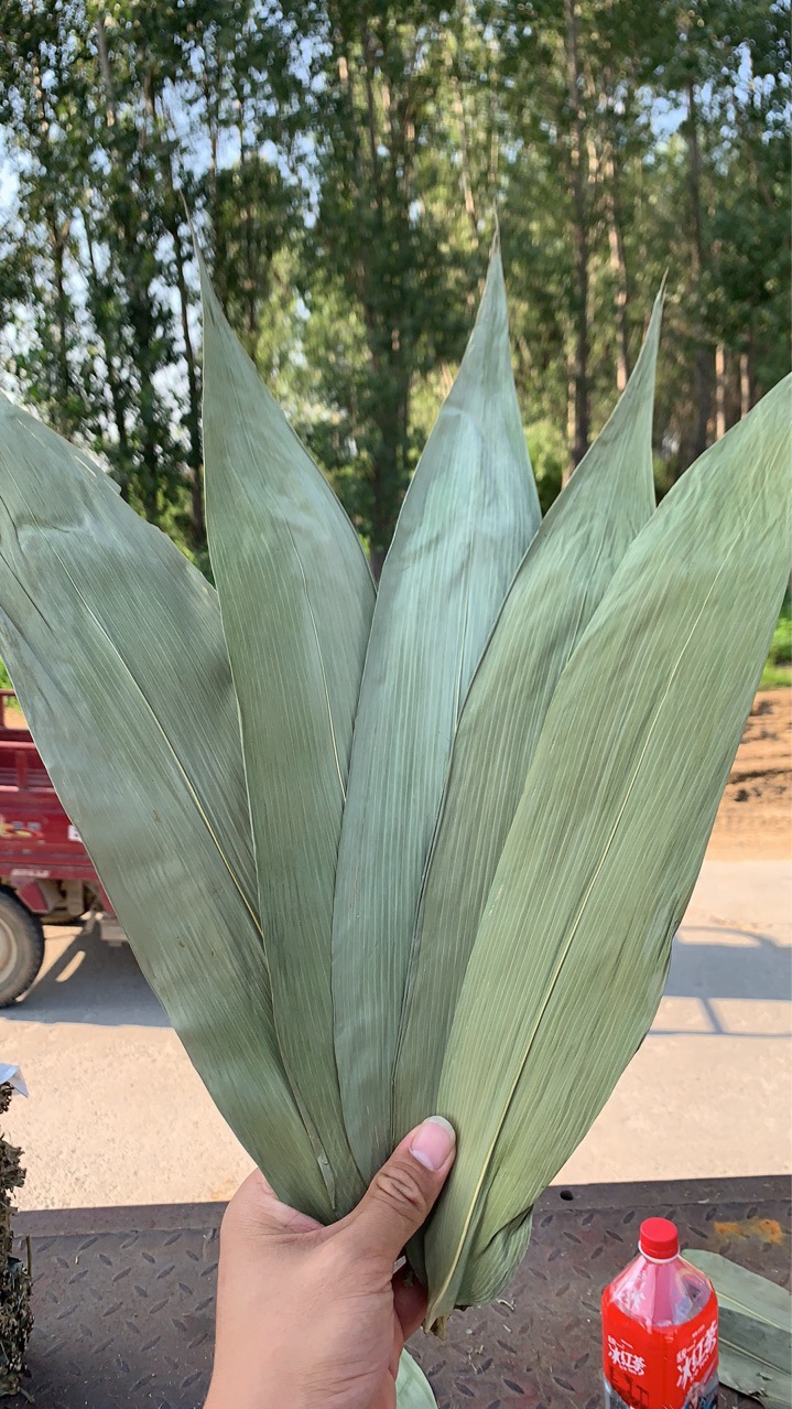 粽叶厂家批发50斤大包装端午节竹叶麻竹叶粑粑叶黄粑叶箬叶廖叶