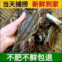 螃蟹鲜活冷冻梭子蟹大白蟹飞蟹梳子蟹大海蟹大海蟹特大号厂家直销