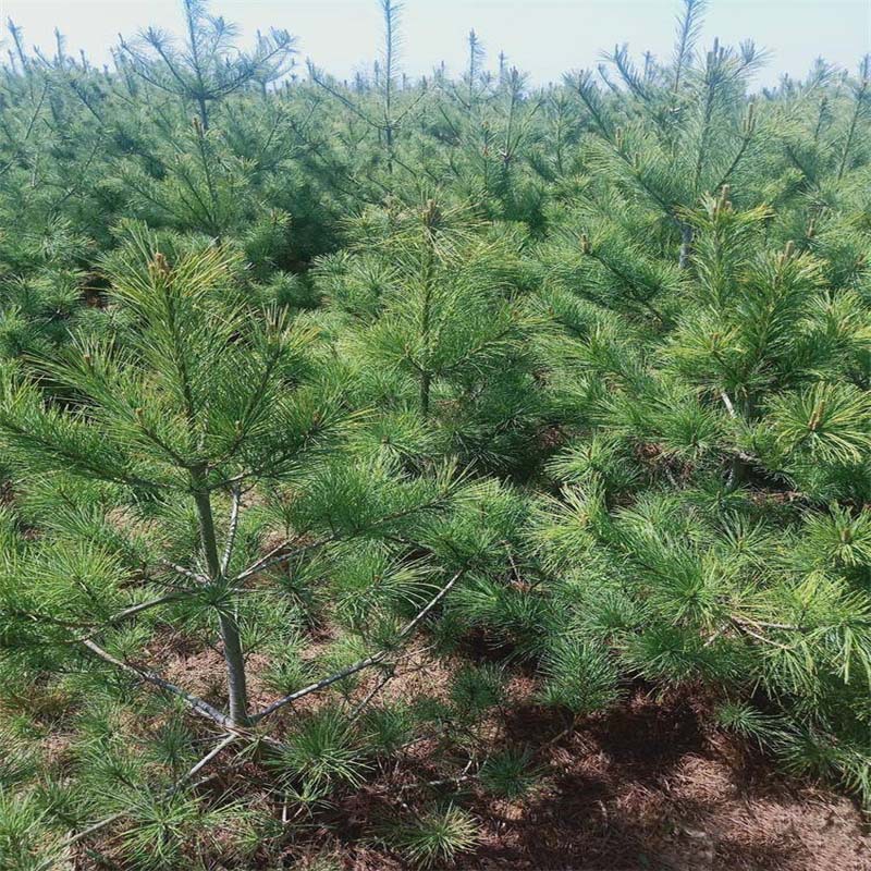 【基地批发】 量大优惠华山松苗 景区造景道路园林工程绿化苗