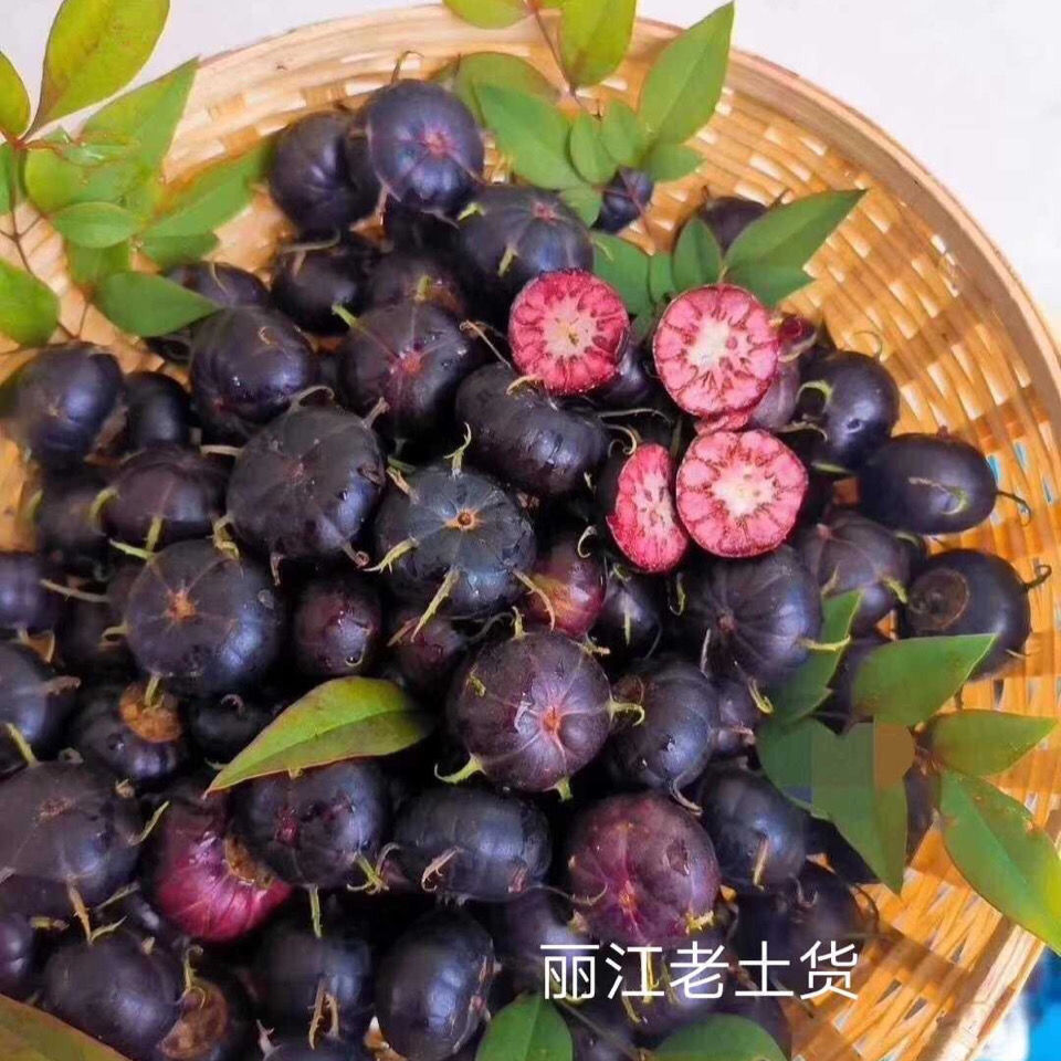 稀有水果红果参罕见蜘蛛果孕妇水果云南特色水果新鲜采摘125g