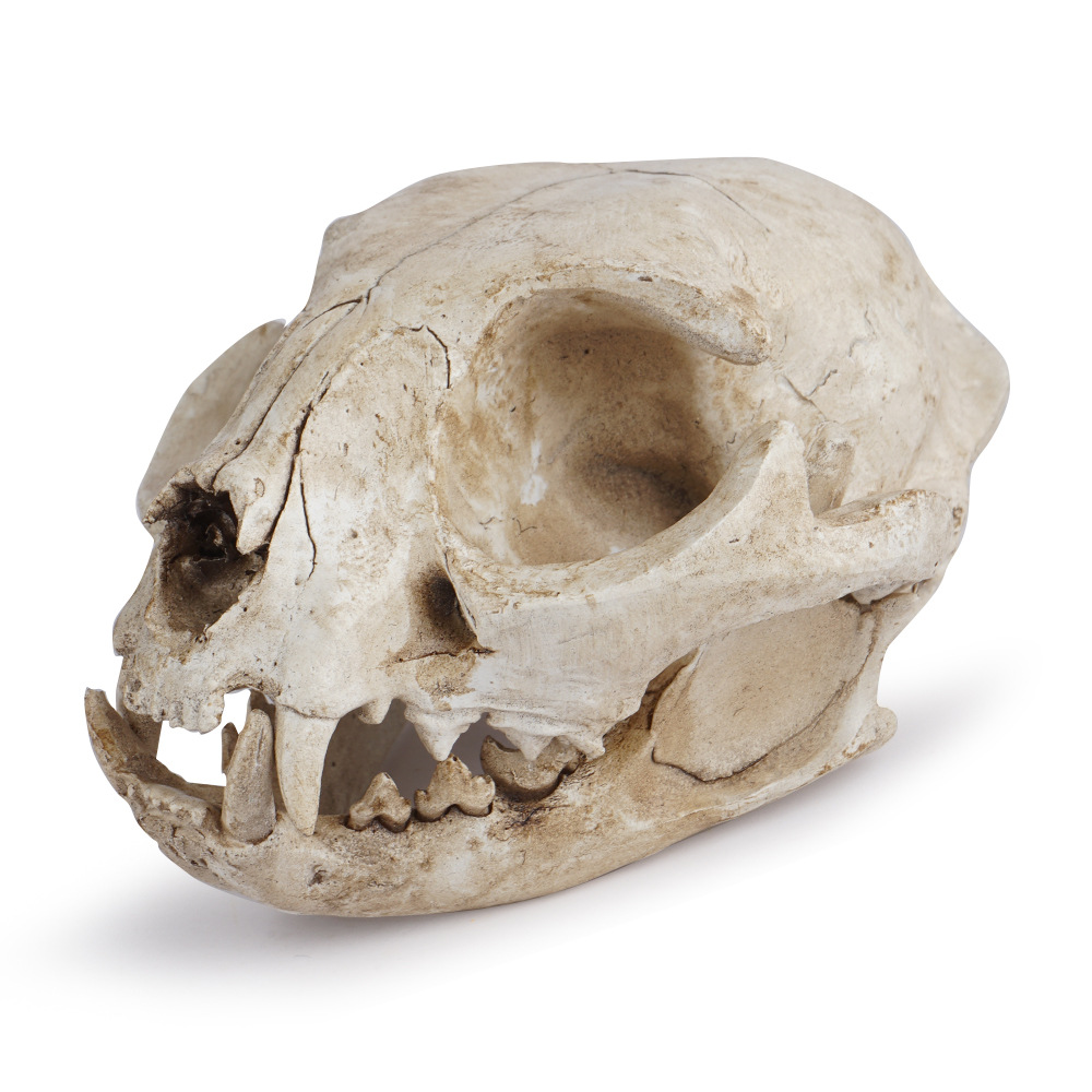 猫头骨骷髅头参考模型树脂动物骨骼骨架动物头骨模型树脂骷髅头