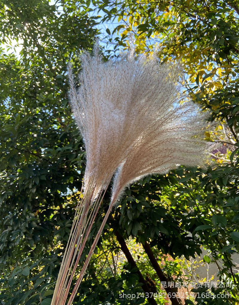 【软毛小拂尘】灰白小拂尘花小芦苇外贸货源