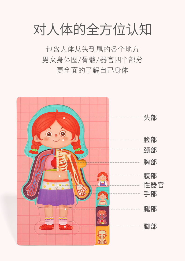 儿童认知男女孩人体身体结构拼图器官图片幼儿园教具早教益智玩具