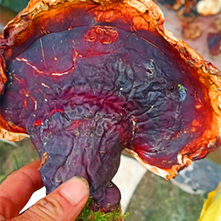 带虫草香味的西藏灵芝 松杉灵芝 西藏高海拔高原白肉香芝