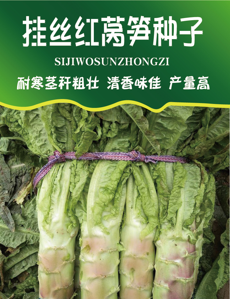 韩育挂丝红莴笋种子秋冬耐寒莴苣尖叶红莴笋种籽四季耐播蔬菜孑