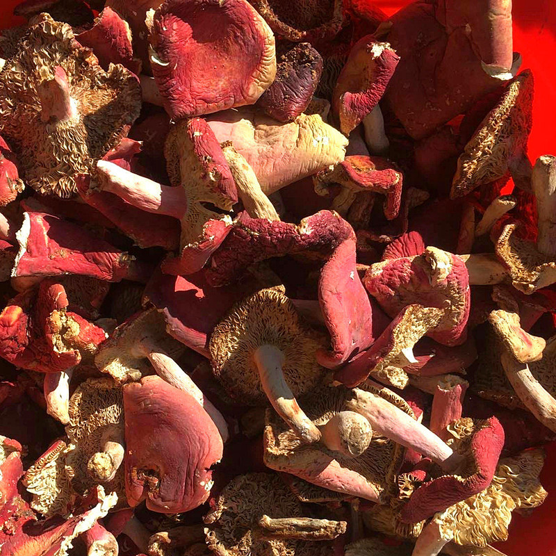 红菇干货500g特产 野生红蘑菇 开伞红菌菇野生菌食材非云南月子菇