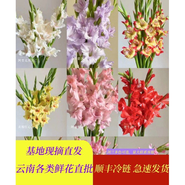 剑兰鲜花唐菖蒲鲜花直发直批婚庆布置花店摆摊用花社区货源-阿里巴巴