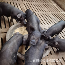藏香公猪哪里卖 黑猪幼崽多少钱 20斤藏香猪出售 种母猪苗