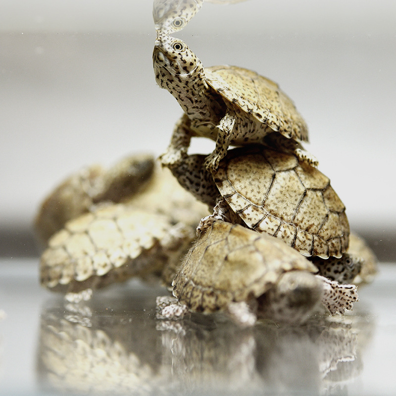 剃刀龟乌龟活物龟苗宠物龟深水龟麝香龟蛋龟巨头龟头盔苗活体红腹