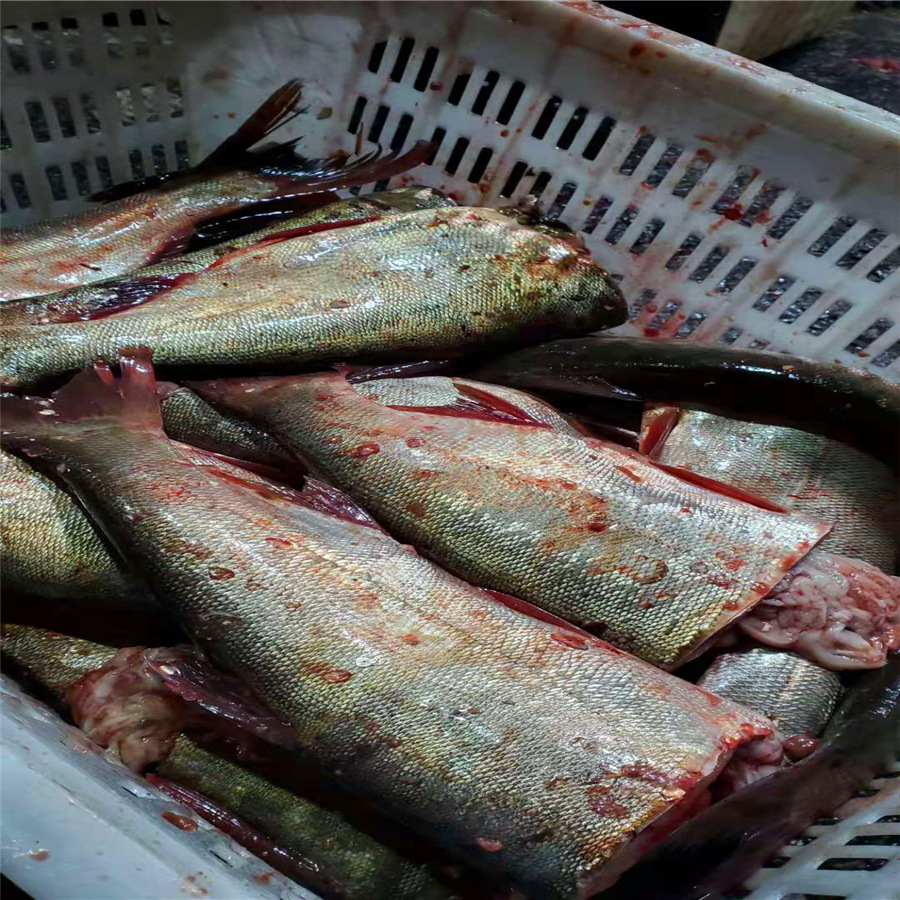 李芹活鱼 新鲜鲢鱼肉 顺丰冷链发货 鱼肉新鲜鱼排 鱼腩 淡水鱼肉