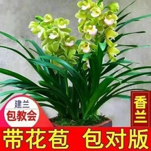 兰花苗香妃香兰浓香型兰花办公桌客厅阳台花卉易活易开花植物盆栽