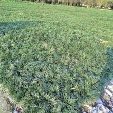 麦冬草 玉龙草 葱兰 日本矮麦冬 细叶麦冬草 耐阴易成活地被植物