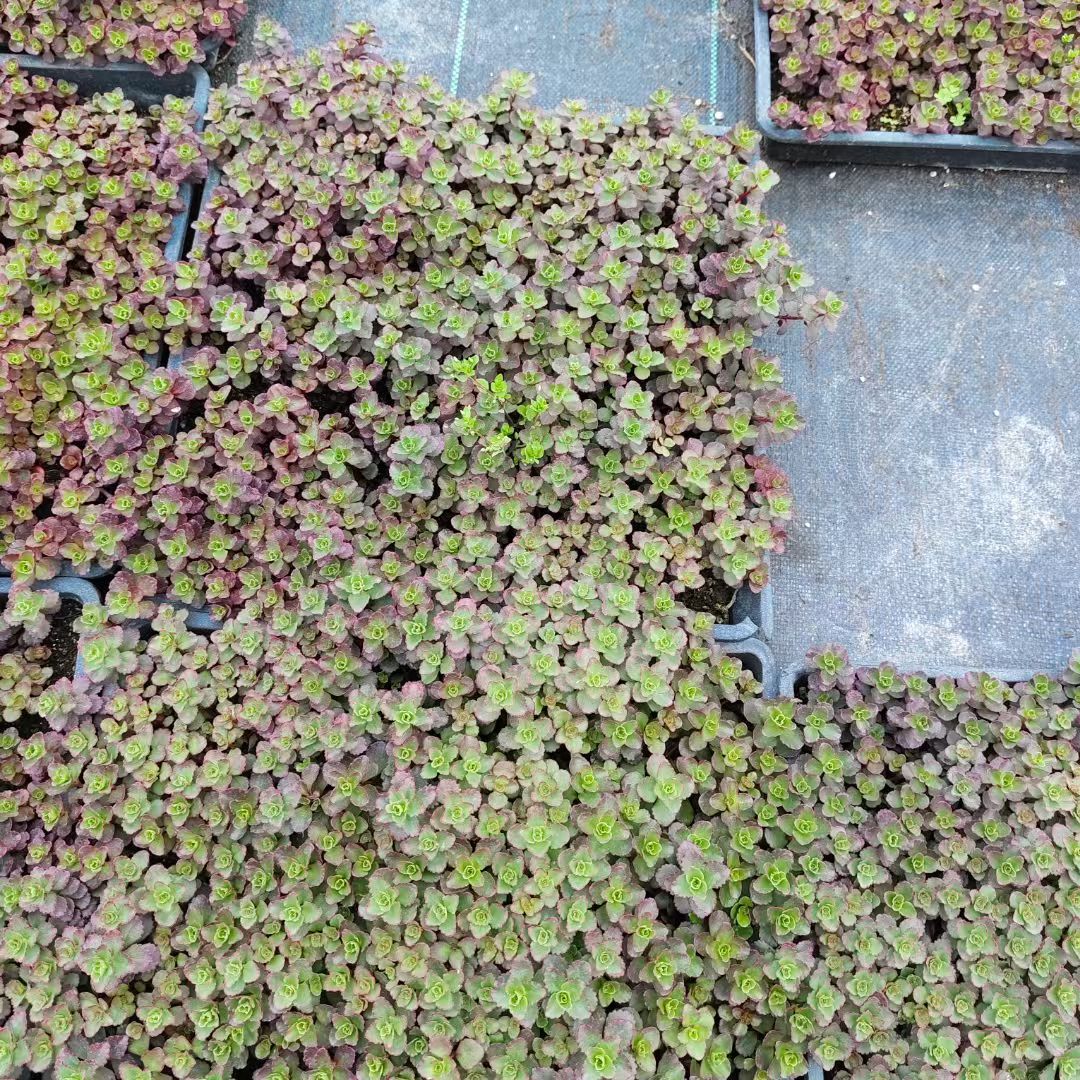 江苏红景天方盘基地 红景天杯苗  花镜植物搭配  苗圃批发