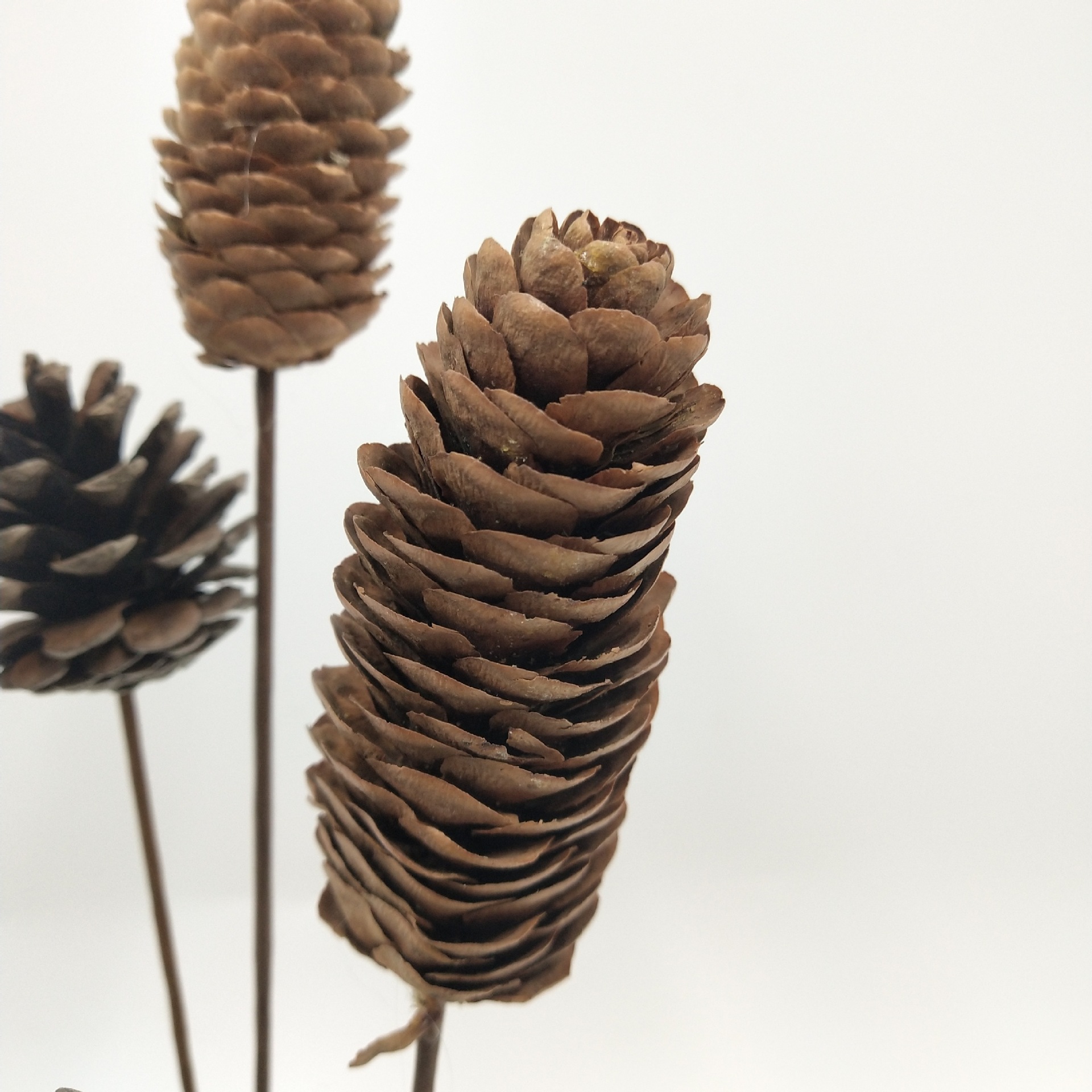 【松子松果】天然松果干花圣诞节装饰品幼儿园手工diy材料