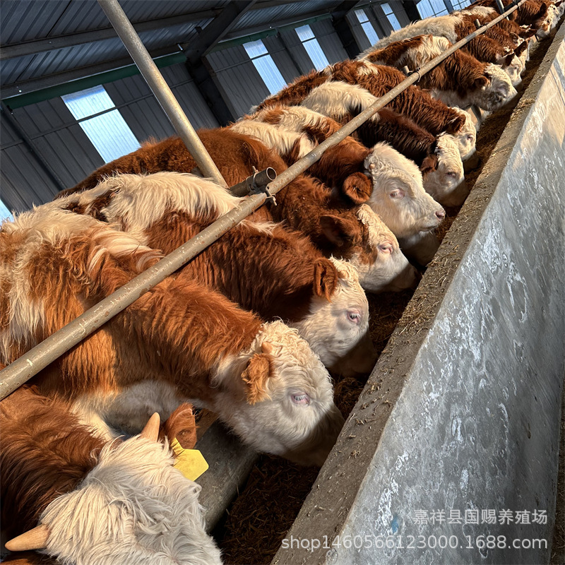 湖南哪里有卖牛犊的 西门塔尔牛市场价格 鲁西黄牛养殖基地