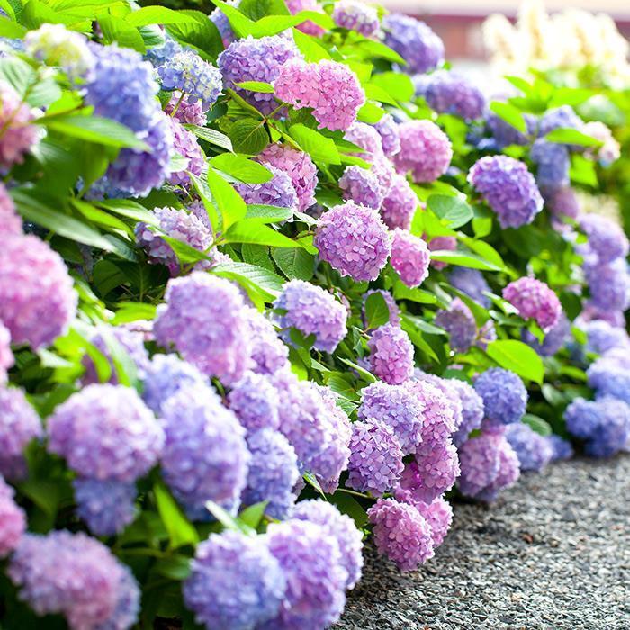 四季开花绣球花种籽子混色八仙花种室外庭院盆栽易活蓝绣球花种子