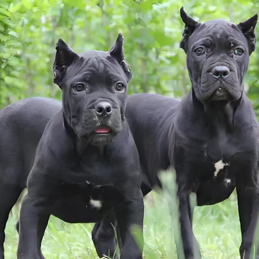 纯种卡斯罗犬幼犬活体意大利卡斯罗大型护卫犬卡斯罗犬价格-阿里巴巴