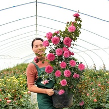 一件代发蔷薇花苗藤本月季特大花苗浓香爬藤植物四季开花不断玫瑰