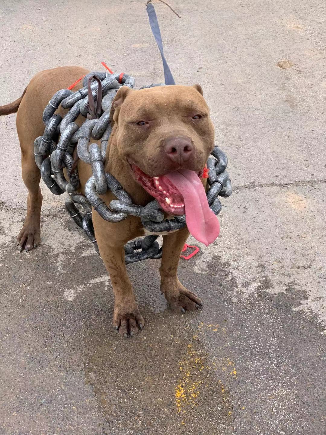 纯种比特幼犬活体看家护院宠物犬斗狗大骨架比特犬