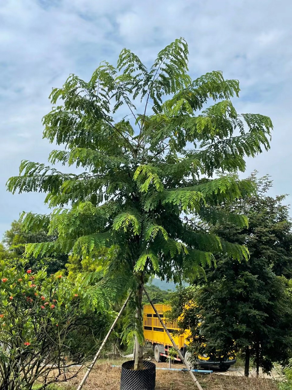 粉花山扁豆 节果决明 开花行道树 中山乔木绿植直销
