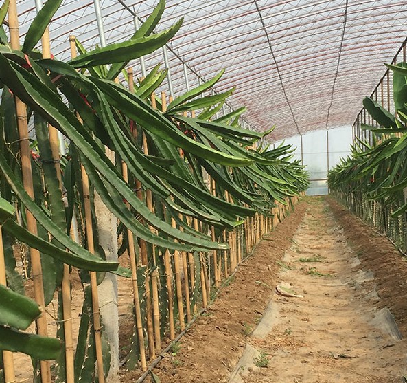 火龙果苗盆栽地栽种植四季果树红肉庭院大苗红心火龙果树苗