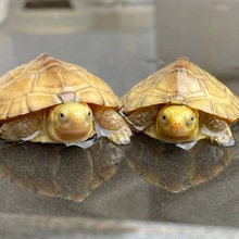 黄喉拟水龟皖南种三黄小青龟石金钱龟苗活物小宠物乌龟发财龟