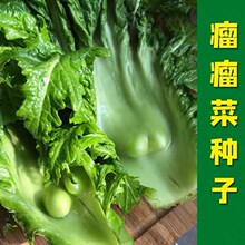 批发瘤瘤菜种子农家弥陀芥菜瘤芥菜脆嫩鲜食腌制庭院田园易种蔬菜