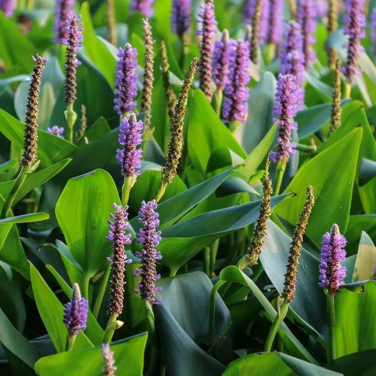 基地供应再力花 水生植物 园林造景河道绿化景观植物易成活价格优