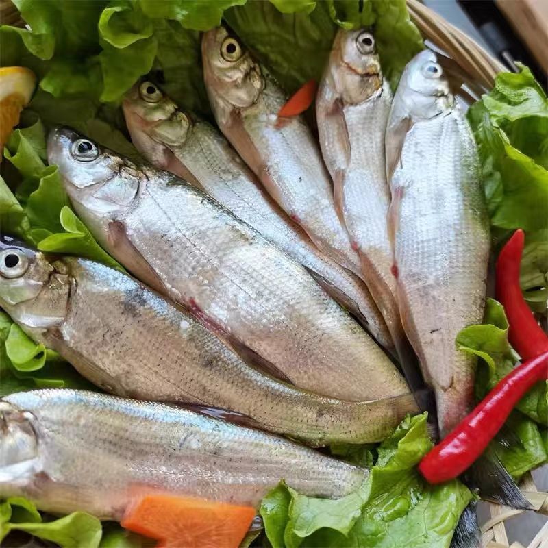 新鲜白条餐条活鱼小刁子翘嘴鱼柳叶鱼小河鱼白丝鱼现杀新鲜鱼批发