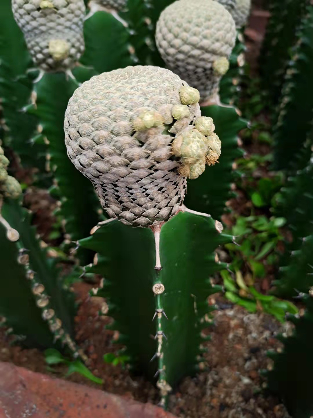 鱼鳞仙人球嫁接带三角柱易养开花美观像鱼鳞萌萌球-阿里巴巴