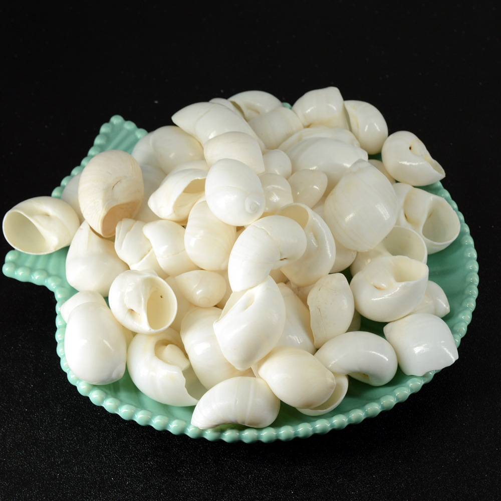 天然白玉螺 白色海螺 贝壳海螺海洋标本寄居蟹替换壳 花盆栽装饰