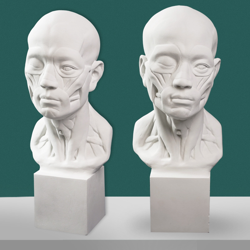 厂家供应肌肉解剖头像石膏教具扒皮人模具素描静物写生美术器材