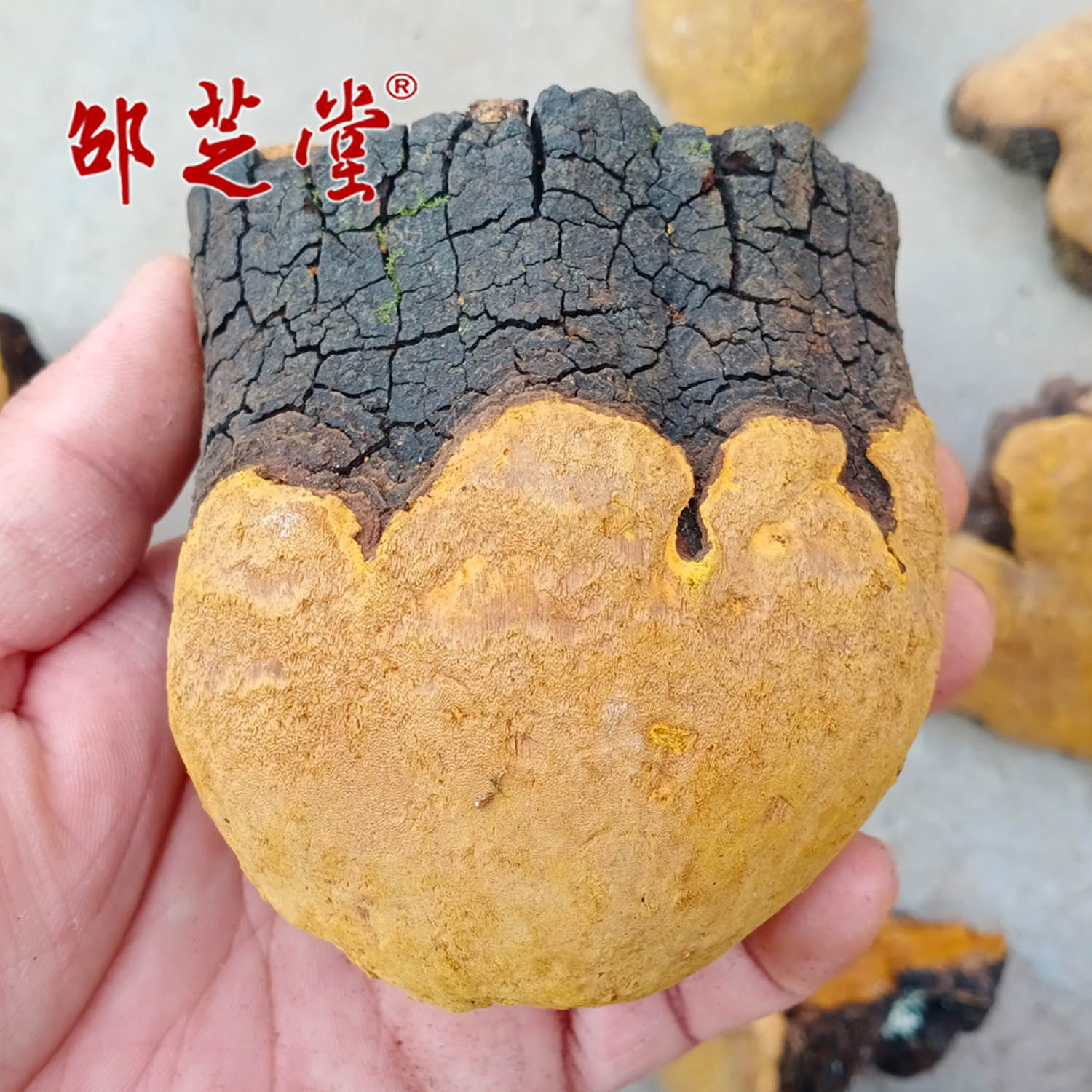 安徽大别山野外生长采集正品桑树桑黄 黄灵芝树舌真菌整朵250克