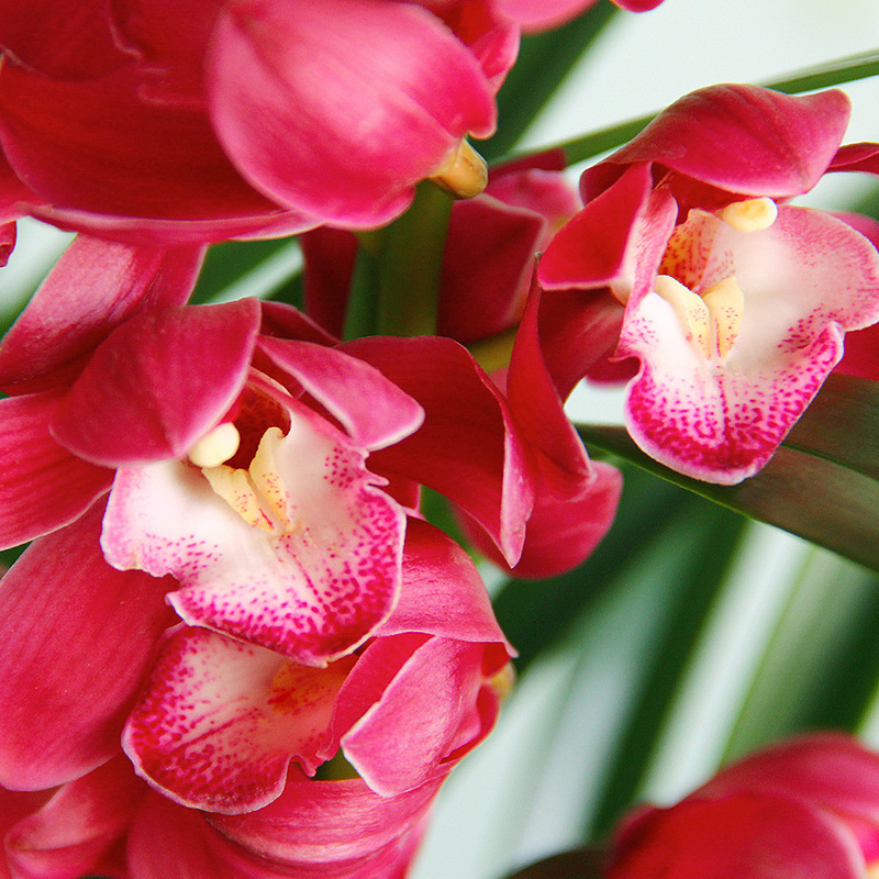 名贵兰花【红贵人】宽叶大花苞浓香盆栽室内花卉绿植兰草兰花苗