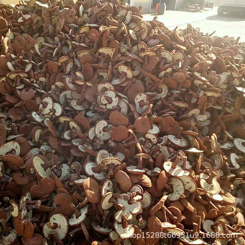 长白山原木灵芝干品-阿里巴巴