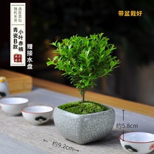 小叶赤楠盆景小苗老桩迷你盆栽日式新中式禅意室内桌面微型绿植