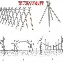 四季豆架子蔬菜架杆蔬菜爬藤架子三角梅爬藤架种菜专用架子竹竿跨