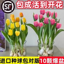 郁金香种球水培花卉植物室内水养盆栽四季开花易活种子好养活绿植