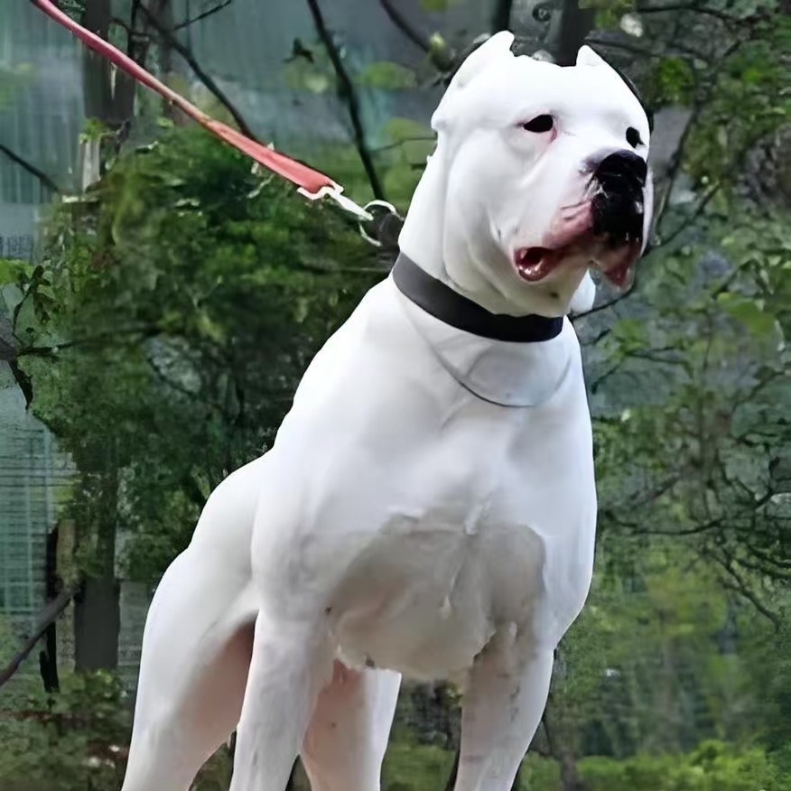纯种杜高犬活体幼犬阿根廷猎犬幼崽大型猛犬大骨架杜高犬野猪克星
